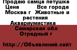 Продаю самца петушка › Цена ­ 700 - Все города, Москва г. Животные и растения » Аквариумистика   . Самарская обл.,Отрадный г.